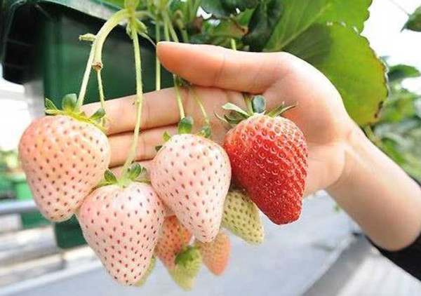 5 Buah Hasil Persilangan yang Jarang Diketahui Banyak Orang