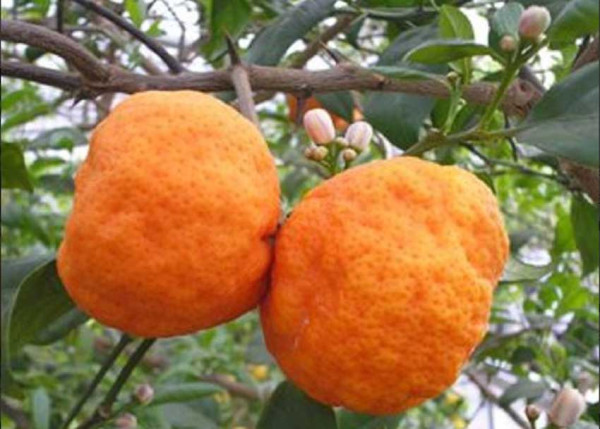 5 Buah Hasil Persilangan yang Jarang Diketahui Banyak Orang