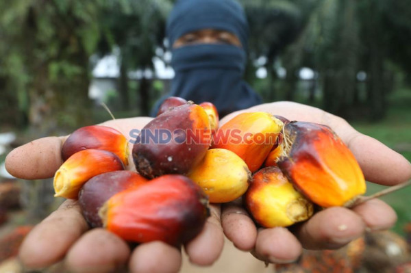 Petani Menjerit, Harga TBS Terjun Bebas Pasca Larangan Ekspor CPO