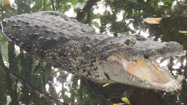 Kurang Menarik, Reptil Terancam Punah dari Bumi