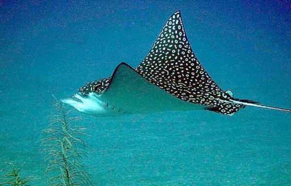 Spesies Baru Ikan Pari Elang Ditemukan di Perairan Abu Dhabi