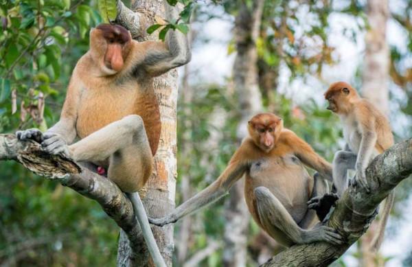 Monyet Misterius Ditemukan di Kalimantan, Hibrida 2 Spesies Langka