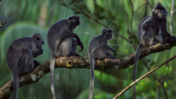 Monyet Misterius Ditemukan di Kalimantan, Hibrida 2 Spesies Langka