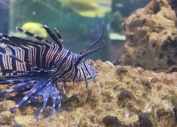 7 Fakta Unik Lionfish, Ikan Cantik Beracun yang Justru Jadi Hama