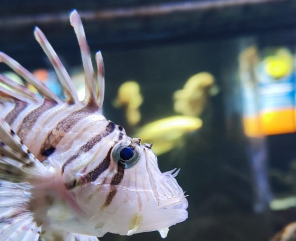 7 Fakta Unik Lionfish, Ikan Cantik Beracun yang Justru Jadi Hama