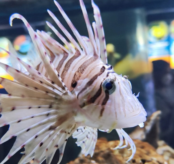 7 Fakta Unik Lionfish, Ikan Cantik Beracun yang Justru Jadi Hama
