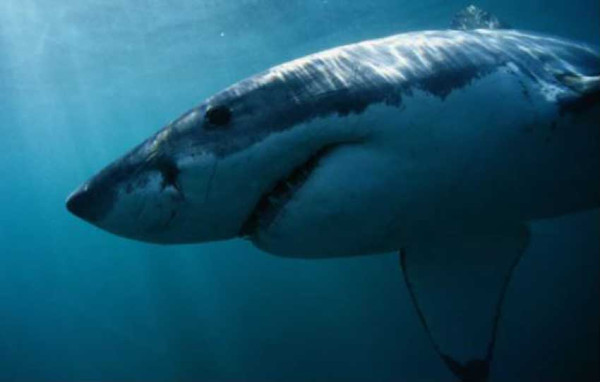Hiu Putih Besar Seberat 453 Kg Muncul di Lepas Pantai New Jersey