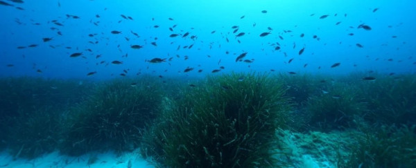 Lamun, Cadangan Gula di Laut yang Setara 32 Miliar Kaleng Coca Cola