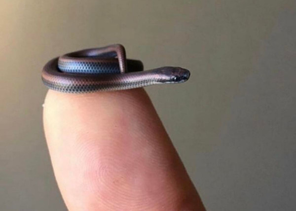 Mirip Cacing, Ini Ular Terkecil di Dunia Barbados Threadsnake
