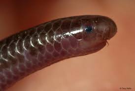 Mirip Cacing, Ini Ular Terkecil di Dunia Barbados Threadsnake