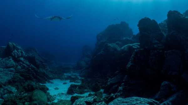 Lamun, Cadangan Gula di Laut yang Setara 32 Miliar Kaleng Coca Cola