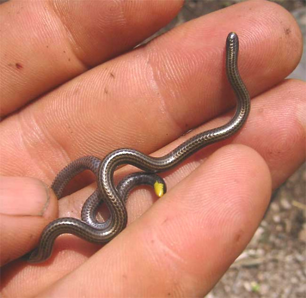 Mirip Cacing, Ini Ular Terkecil di Dunia Barbados Threadsnake