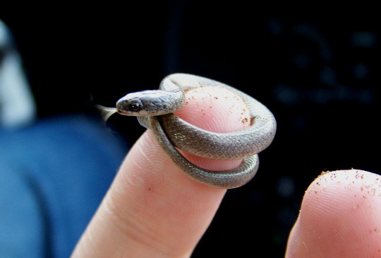 Mirip Cacing, Ini Ular Terkecil di Dunia Barbados Threadsnake