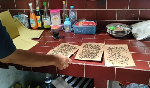 Madiun Geger! Emak-emak Hadiahi Ribuan Lalat ke Camat gara-gara Pencemaran Peternakan Ayam