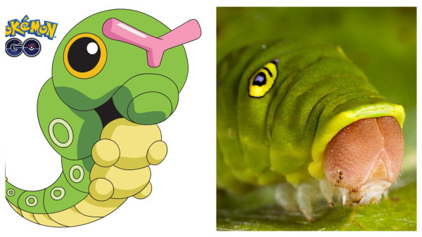 5 Hewan Akuatik Unik yang Jadi Inspirasi Karakter Pokemon