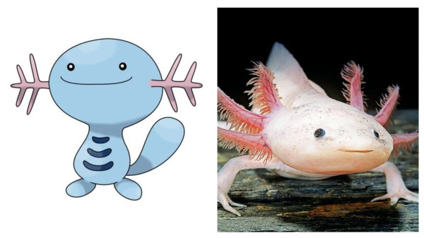 5 Hewan Akuatik Unik yang Jadi Inspirasi Karakter Pokemon