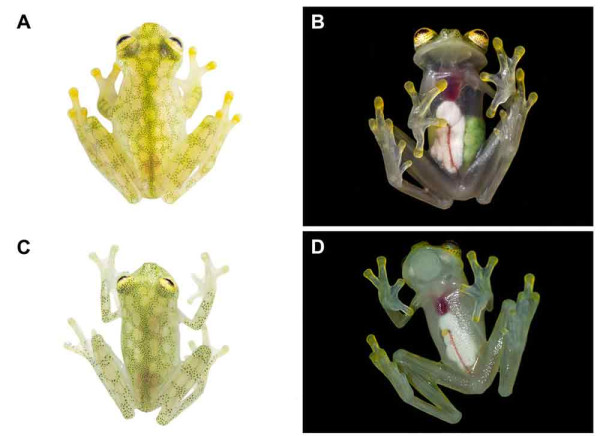 Katak Kaca Punya Perut Tembus Pandang, Ternyata Ini Gunanya!