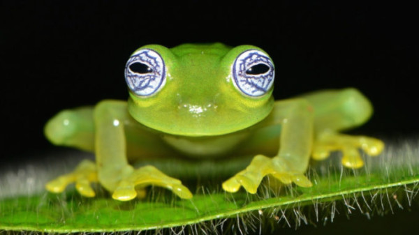 Katak Kaca Punya Perut Tembus Pandang, Ternyata Ini Gunanya!
