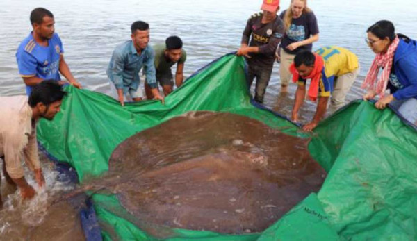 Nelayan Kamboja Tangkap Ikan Pari Raksasa di Sungai Mekong