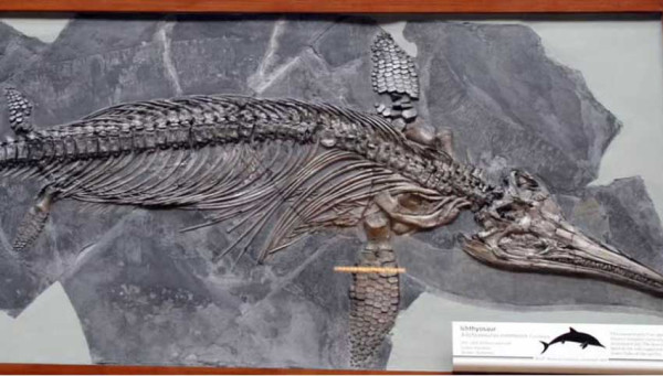 Pertama Kali, Ilmuwan Cile Temukan Fosil Ichthyosaurus Utuh dalam Kondisi Hamil