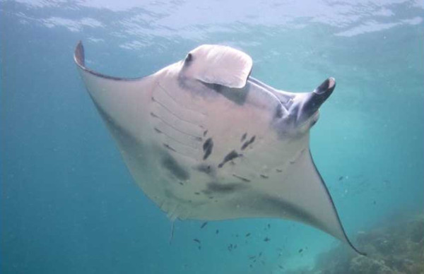 Perairan Taman Nasional Komodo Ternyata Merupakan Habitat Ideal Ikan Pari Manta