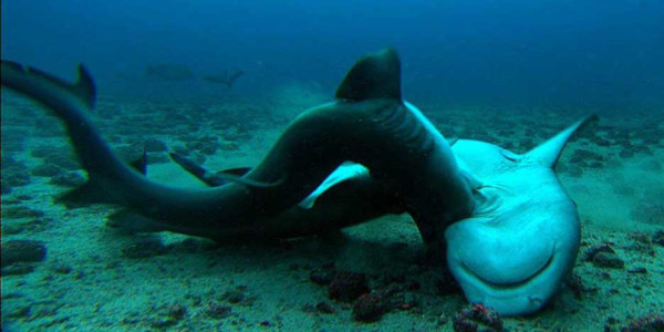 Clasper, Organ Reproduksi Ikan Hiu yang Unik