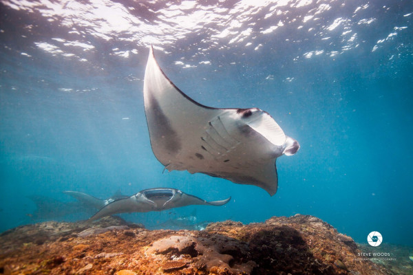 Keren, Taman Nasional Komodo Jadi Tempat Berkumpul Terbesar Ikan Pari Manta di Dunia
