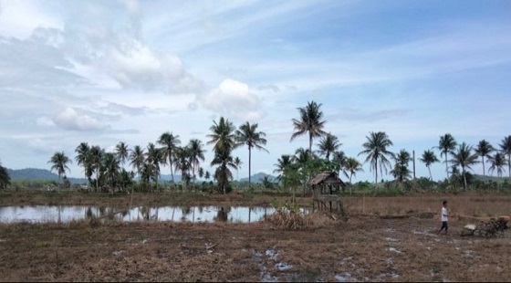 Optimasi Lahan Rawa Tingkatkan Produktivitas Pertanian di Tapanuli Tengah