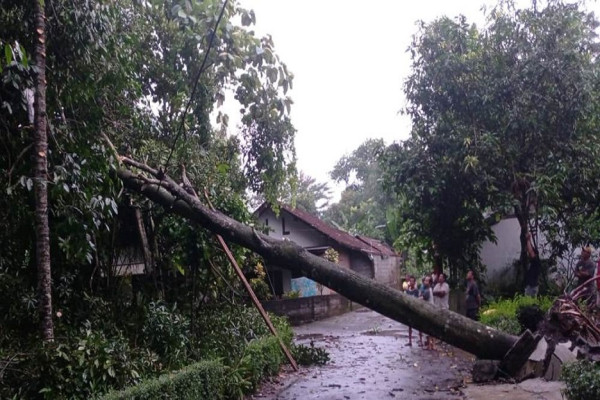 Horor! Hujan Angin Terjang Seyegan Sleman, 2 Rumah Hancur Tertimpa Pohon