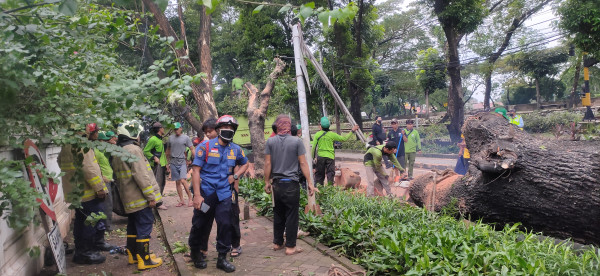 Pohon Besar Tumbang di Jalan Latuharhari Manteng, 5 Alat Berat Dikerahkan