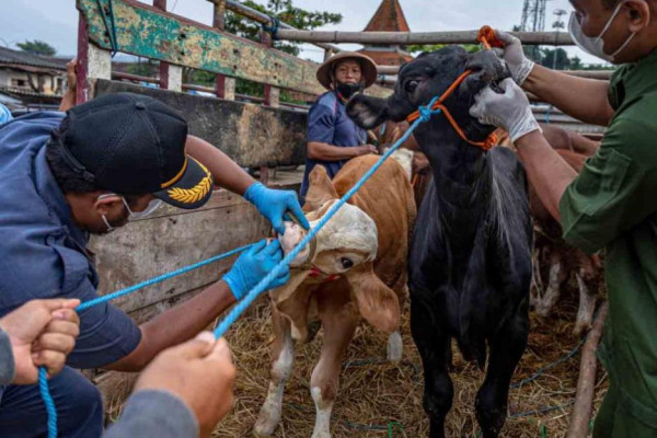 Wabah PMK Terdeteksi di 15 Provinsi dan 52 Kabupaten-Kota