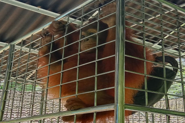 Sempat Dikerangkeng di Bogor, Kaka Segera Dilepaskan ke Hutan di Sumut
