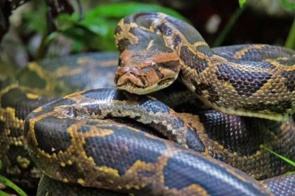 Gara-gara Buruk Rupa, Reptil Lebih Cepat Punah Dibandingkan Mamalia dan Burung