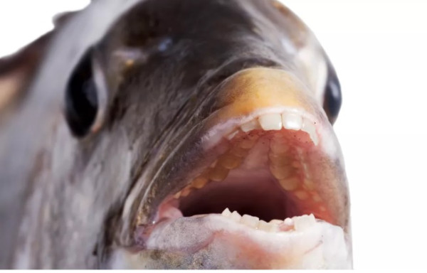 Punya Gigi Mirip Manusia, Sheepshead Fish Dijuluki Ikan Iblis