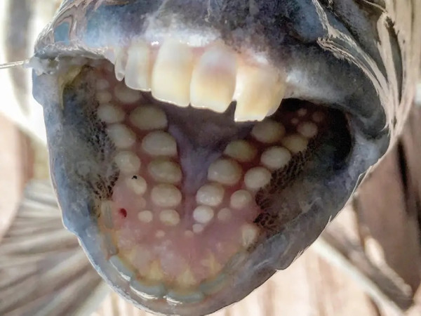 Punya Gigi Mirip Manusia, Sheepshead Fish Dijuluki Ikan Iblis