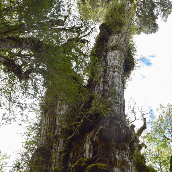 Pohon Tertua di Dunia Ada di Chile, Tumbuhnya di Zaman Batu 5.000 Tahun Lalu!