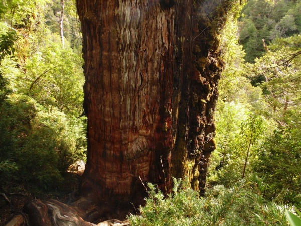 Pohon Tertua di Dunia Ada di Chile, Tumbuhnya di Zaman Batu 5.000 Tahun Lalu!