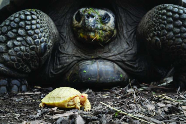 Langka, Kura-kura Raksasa Galapagos Lahirkan Bayi Albino