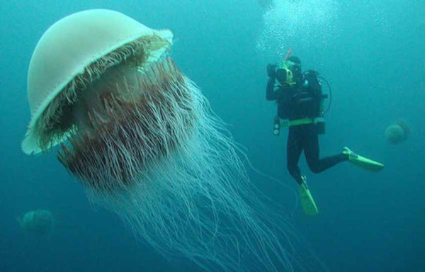 4 Hewan Terpanjang di Dunia, Nomor 2 Dikenal Sebagai Monster Laut