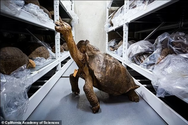 Kura-kura Raksasa Pulau Fernandina yang Punah 1 Abad Lalu Ternyata Punya Keturunan di Galapagos
