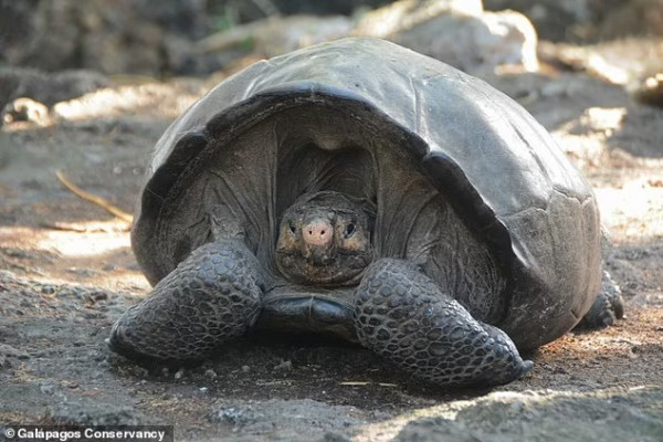 Kura-kura Raksasa Pulau Fernandina yang Punah 1 Abad Lalu Ternyata Punya Keturunan di Galapagos