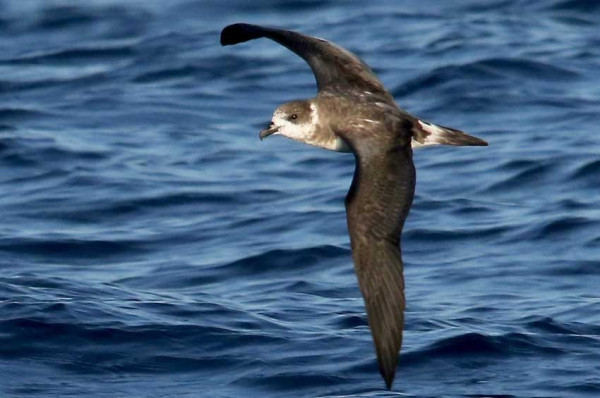 4 Hewan yang Hidup di Segitiga Bermuda, Nomor 2 Burung Langka Simbol Nasional