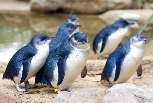Mati Misterius, Ratusan Penguin Terkecil di Dunia Terdampar di Pantai Selandia Baru