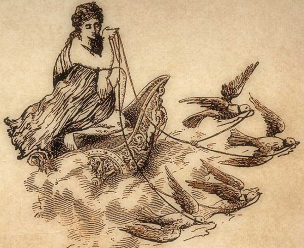 Merpati Kura-Kura yang Disakralkan dalam Mitologi Kuno, Populasinya di Ambang Kepunahan
