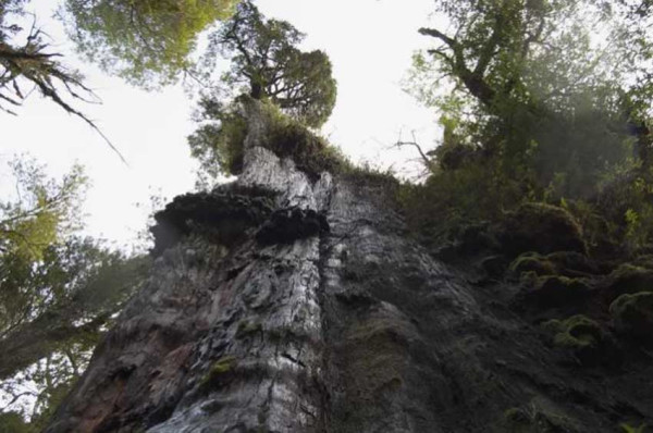 10 Pohon Tertua di Dunia, Nomor 5 Dikeramatkan