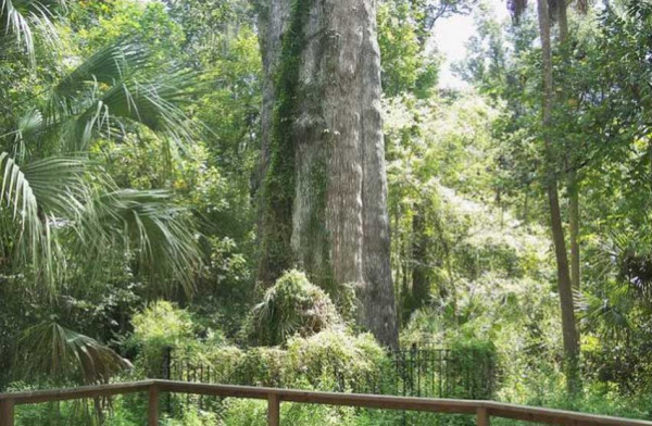 10 Pohon Tertua di Dunia, Nomor 5 Dikeramatkan