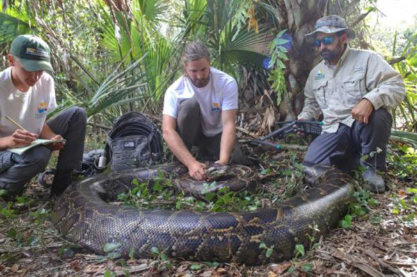 Ular Piton Betina Terbesar Berkeliaran di Florida, Panjang 5 Meter dan Berat 97 Kg