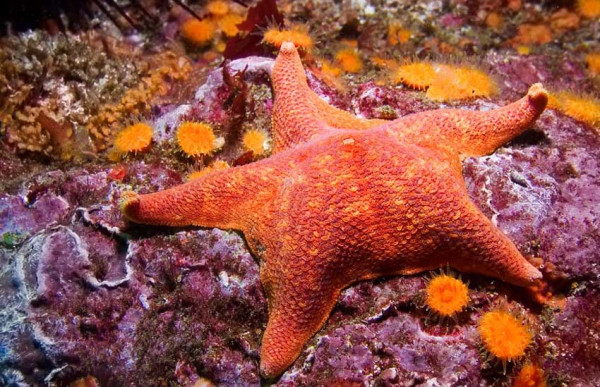 Foto Eksotik, Kawanan Bintang Laut Melahap Singa Laut di Dasar Laut California