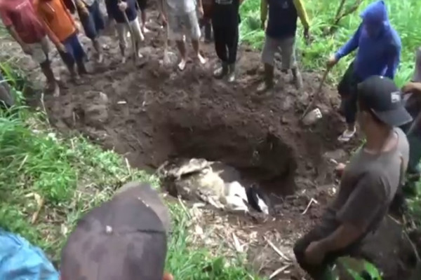 Memilukan! Bercucuran Air Mata, Pemuda Ponorogo Gendong Sapi Sekarat