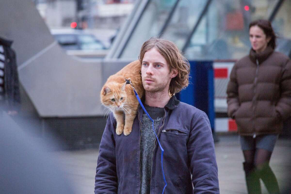 Rekomendasi 10 Film, Novel, dan Lagu tentang Kucing, Bikin Gemes!